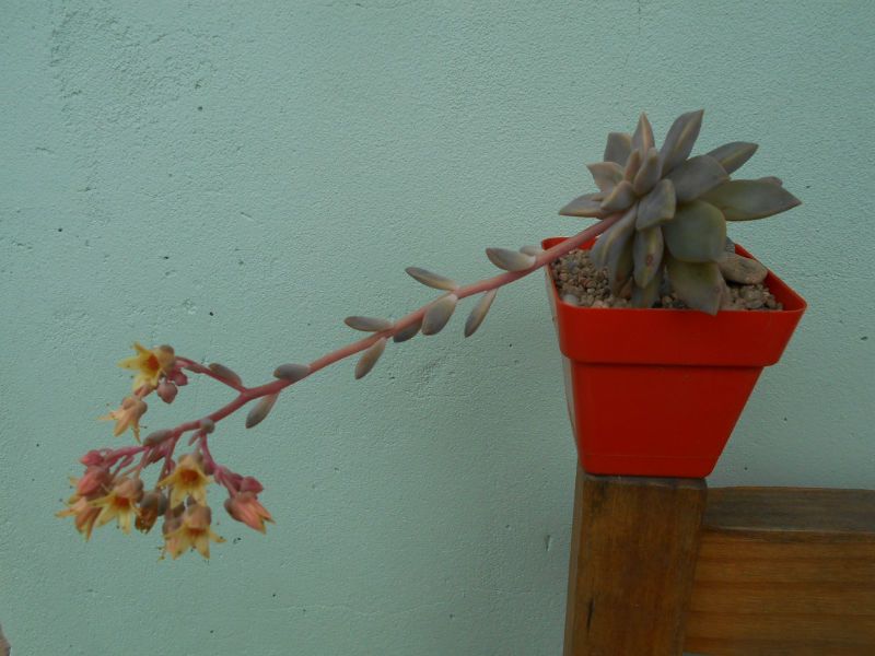 Una foto de Graptoveria cv. acaulis