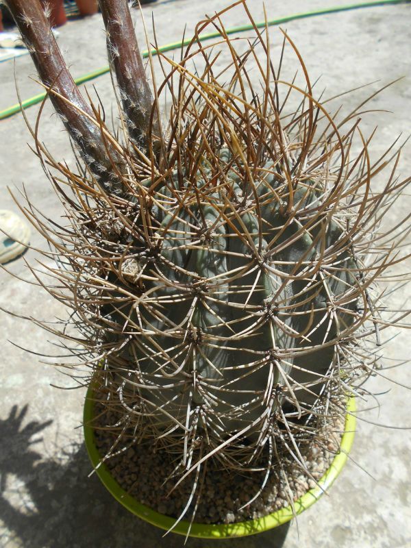 A photo of Echinopsis leucantha
