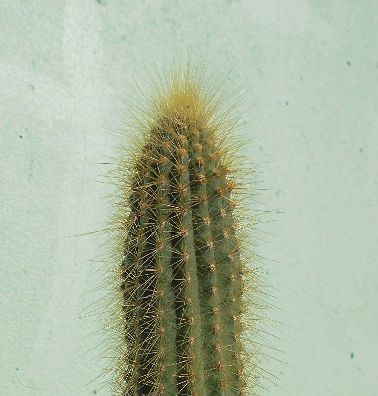 Una foto de Weberbauerocereus winterianus
