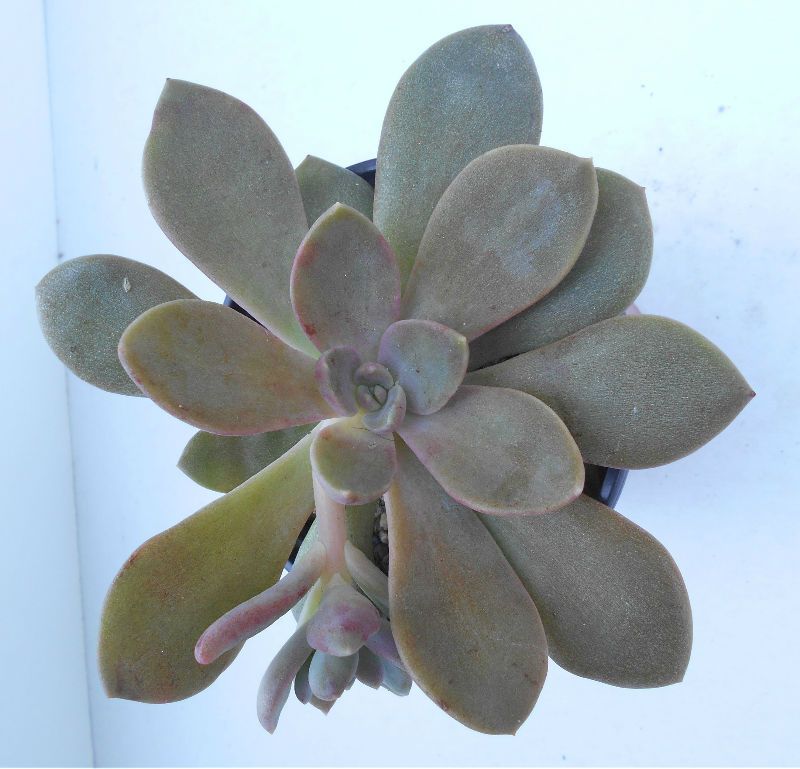 A photo of Cremneria x mutabilis