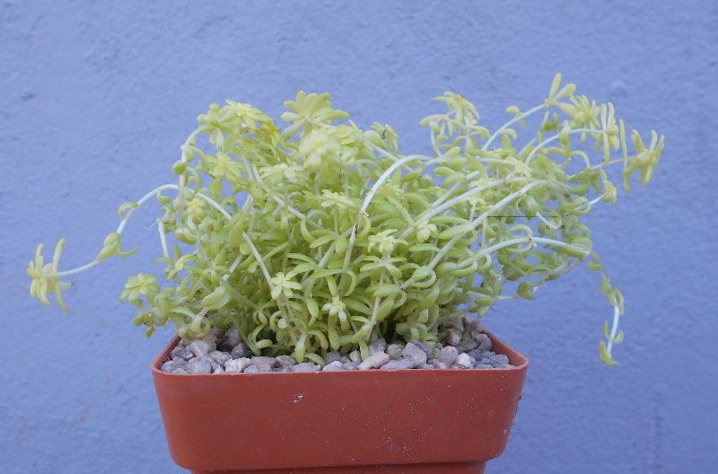 Una foto de Sedum hispanicum cv. Aureum