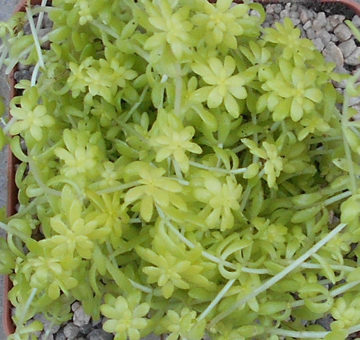 A photo of Sedum hispanicum cv. Aureum