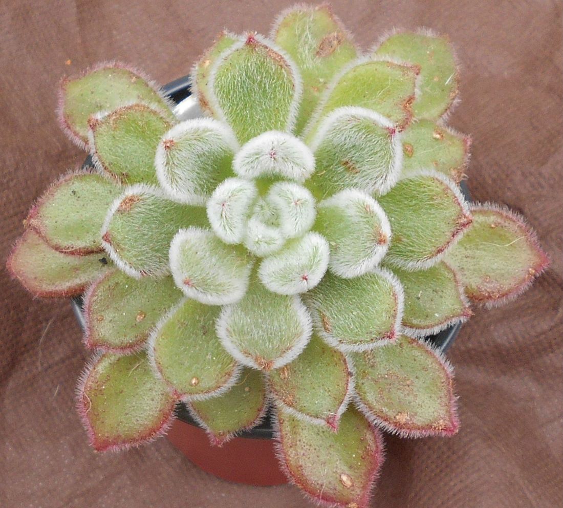 A photo of Echeveria setosa