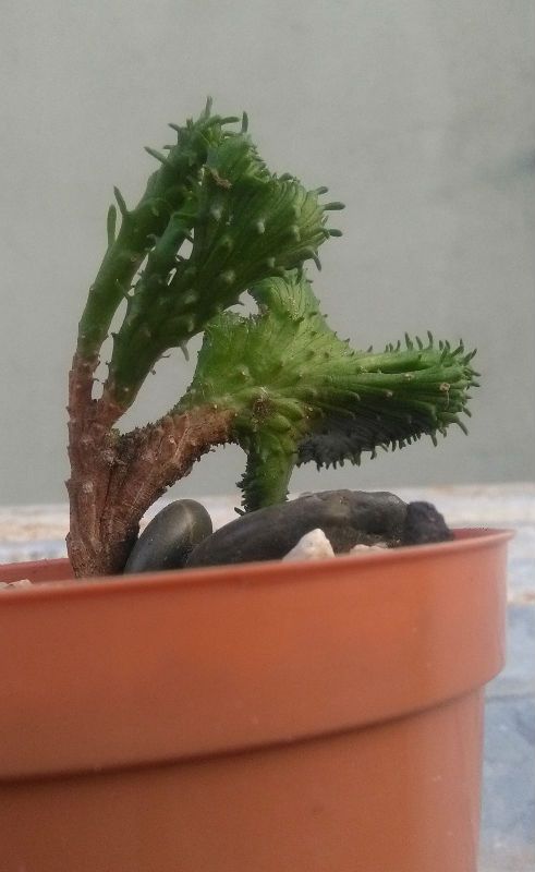 A photo of Euphorbia flanaganii fma. crestada