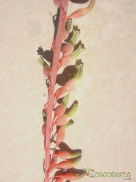 A photo of Gasteria obliqua