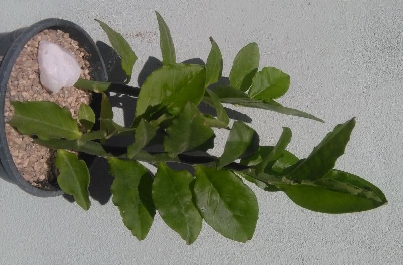 Una foto de Euphorbia tithymaloides