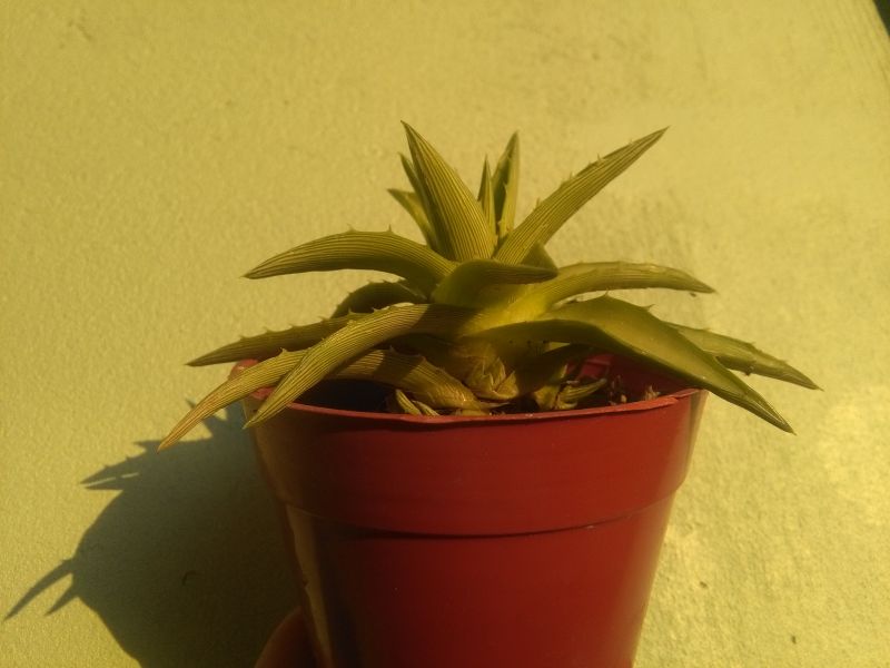 Una foto de Dyckia brevifolia