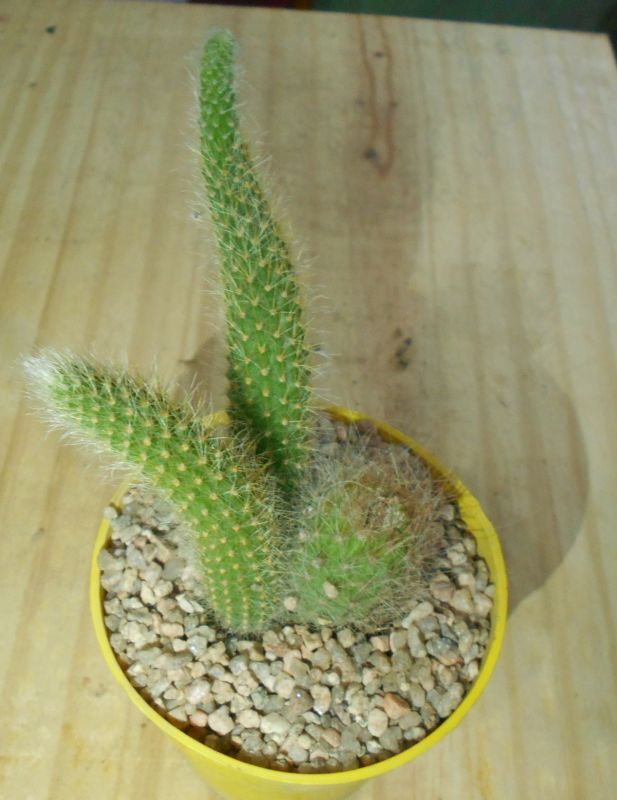 Una foto de Winterocereus colademononis  