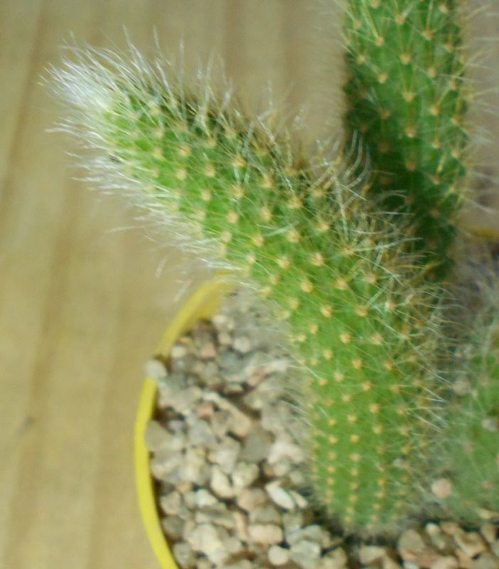 Una foto de Winterocereus colademononis  