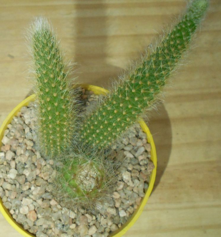Una foto de Winterocereus colademononis  