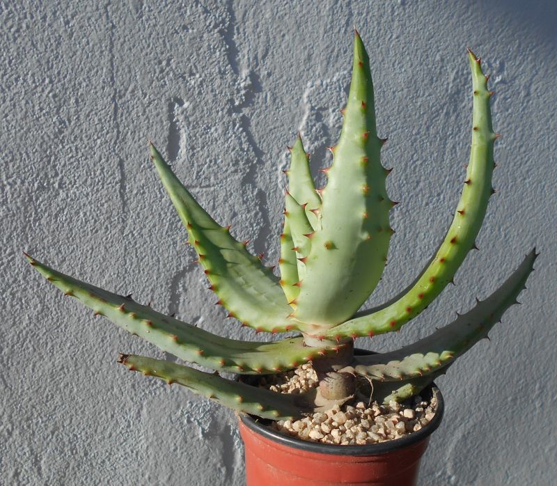 A photo of Aloe broomii