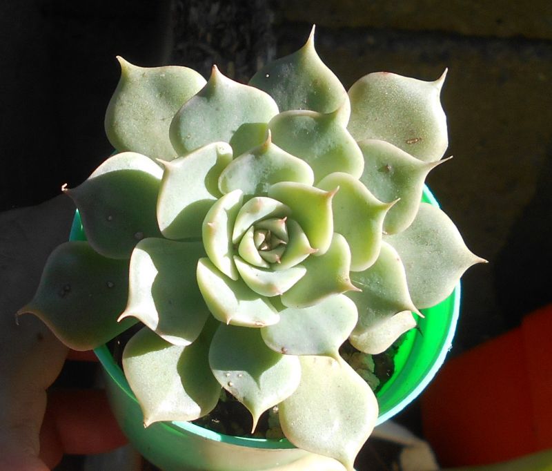A photo of Graptoveria Margarete Reppin (Graptopetalum filiferum x Graptoveria Titubans) (HIBRIDO)