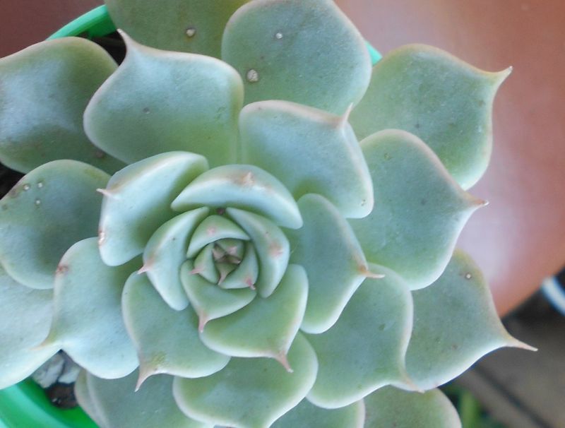 A photo of Graptoveria Margarete Reppin (Graptopetalum filiferum x Graptoveria Titubans) (HIBRIDO)