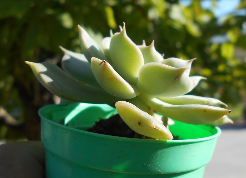 A photo of Graptoveria Margarete Reppin (Graptopetalum filiferum x Graptoveria Titubans) (HIBRIDO)