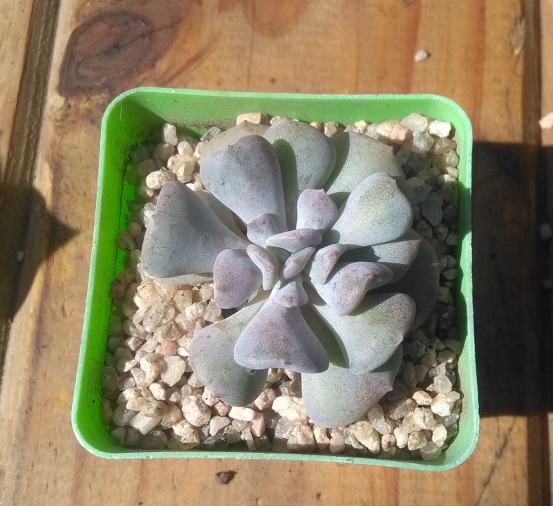 Una foto de Echeveria runyonii cv. Topsy turvy 