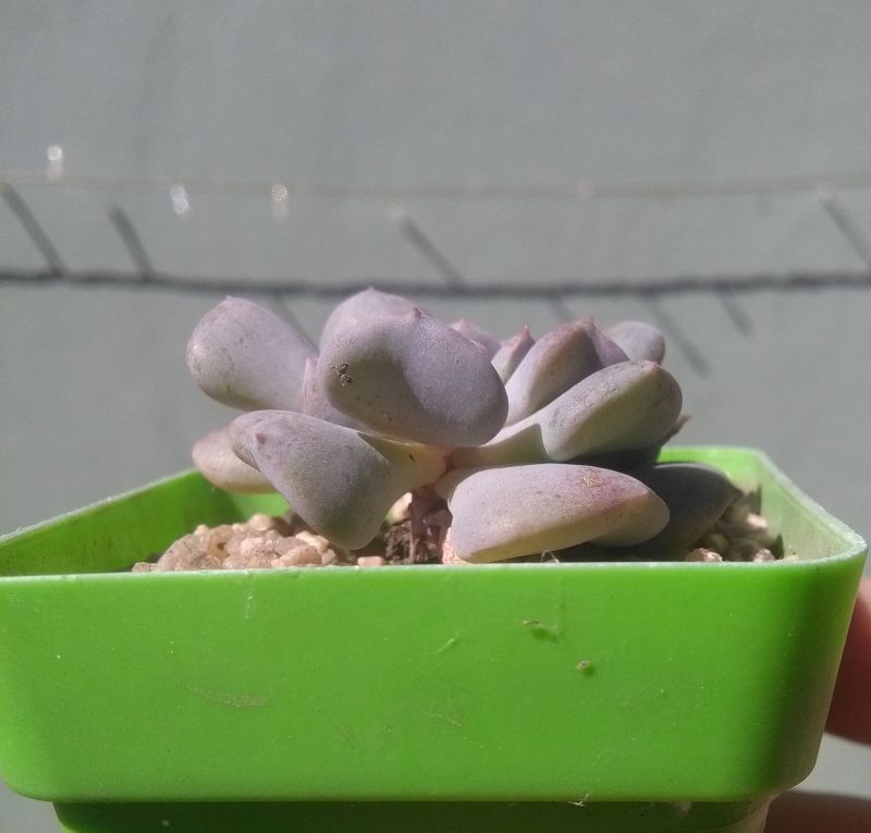 Una foto de Echeveria runyonii cv. Topsy turvy 