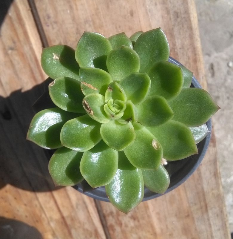 A photo of Echeveria Conde (HIBRIDO)