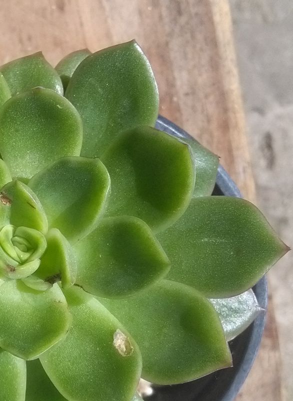 A photo of Echeveria Conde (HIBRIDO)