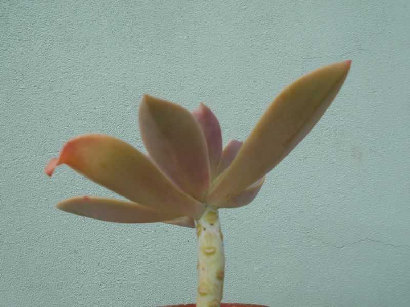 A photo of Graptoveria cv. Fred Ives (Graptopetalum paraguayense x Echeveria gibbiflora) (HIBRIDO)