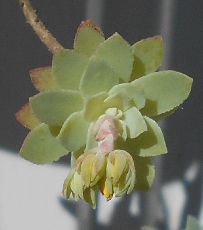 A photo of Sedum palmeri Guatemalan Mini