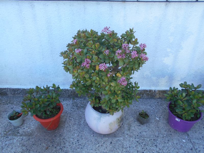 A photo of Crassula ovata cv. Pink Beauty