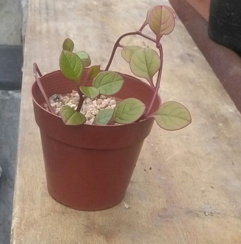 Una foto de Basella alba  