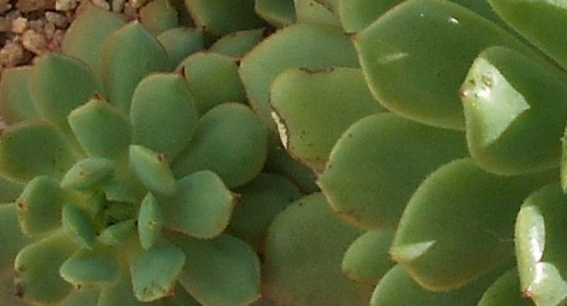 A photo of Echeveria Ron Evans (E. amoena x setosa) (HIBRIDO)