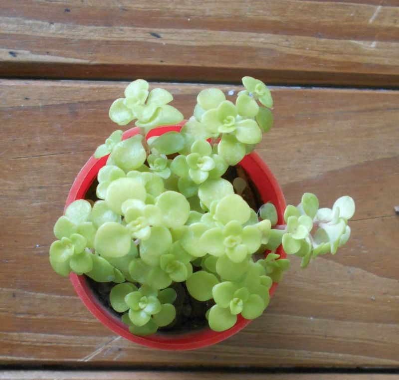 Una foto de Sedum makinoi  