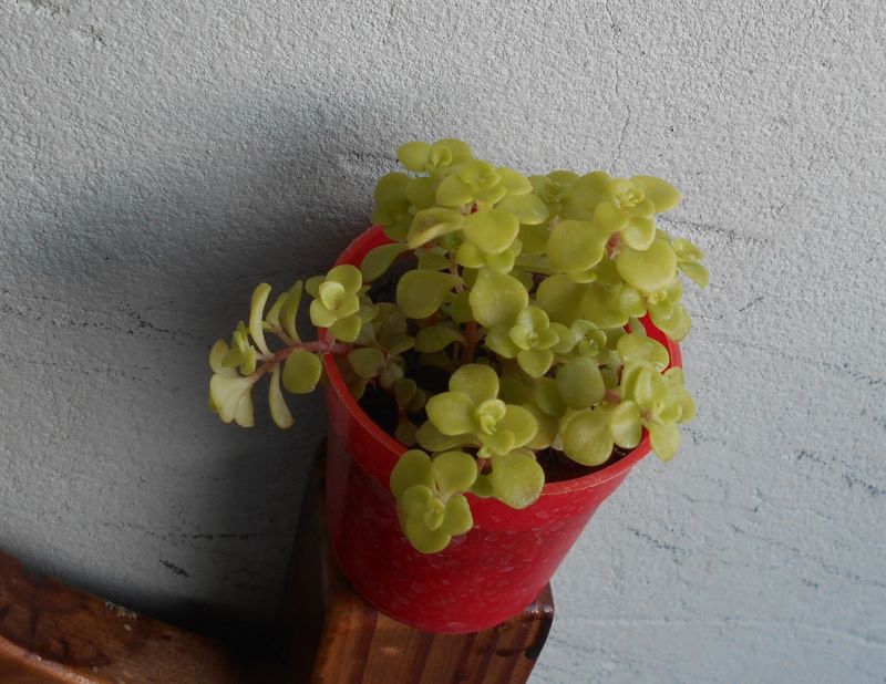 Una foto de Sedum makinoi  