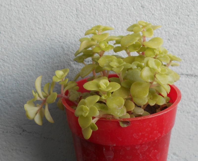 Una foto de Sedum makinoi  