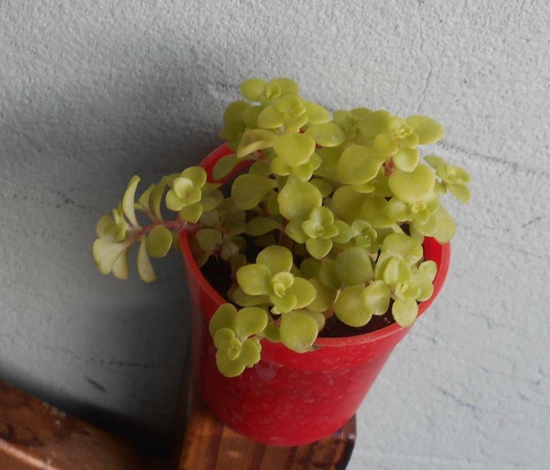 Una foto de Sedum makinoi  