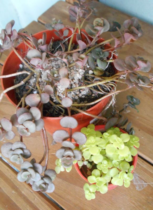 Una foto de Sedum makinoi  