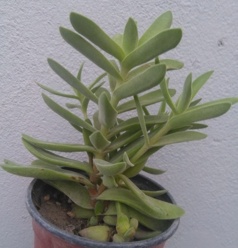 A photo of Crassula pubescens subsp. rattrayi