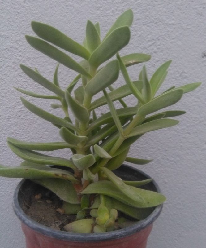 A photo of Crassula pubescens subsp. rattrayi