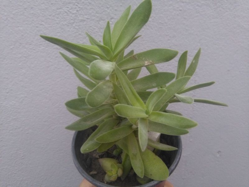 A photo of Crassula pubescens subsp. rattrayi