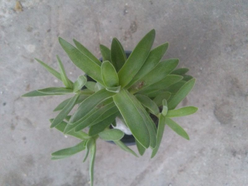 A photo of Crassula pubescens subsp. rattrayi