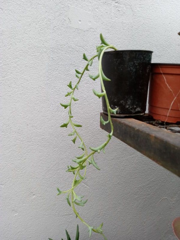 A photo of Senecio peregrinus