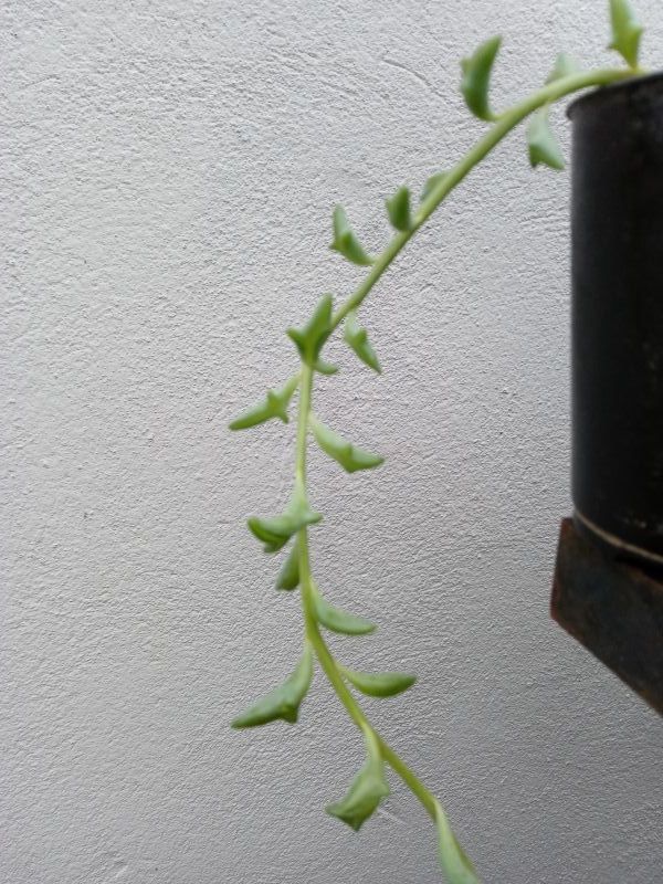 A photo of Senecio peregrinus