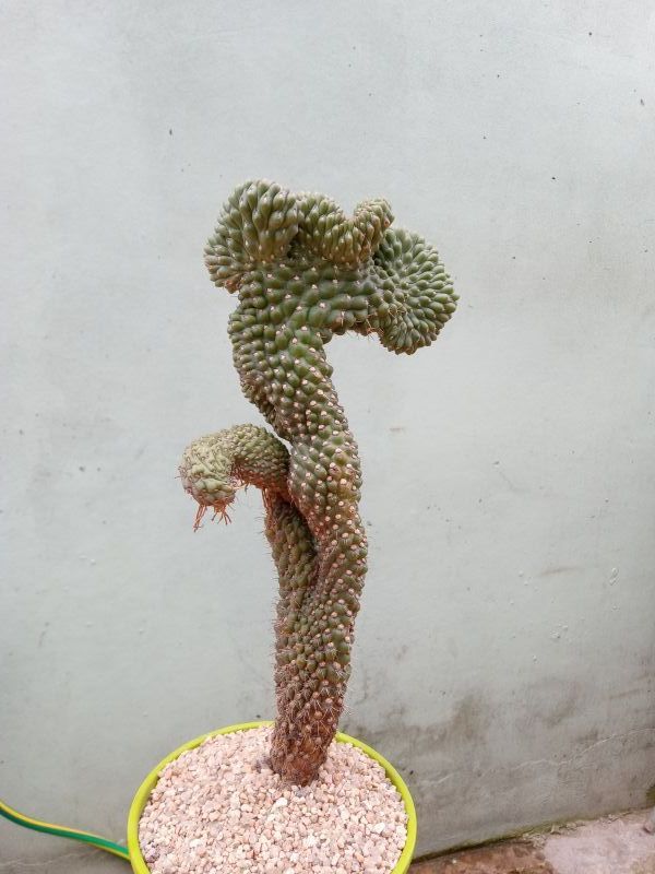 A photo of Cylindropuntia fulgida fma. crestada