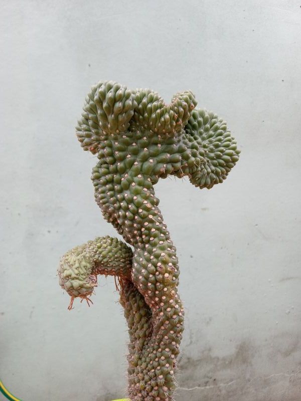 A photo of Cylindropuntia fulgida fma. crestada