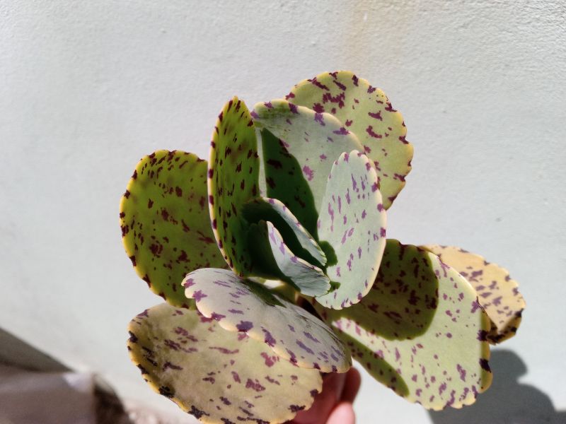 Una foto de Kalanchoe marmorata