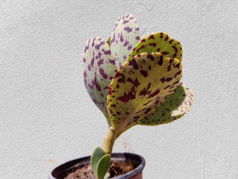 Una foto de Kalanchoe marmorata