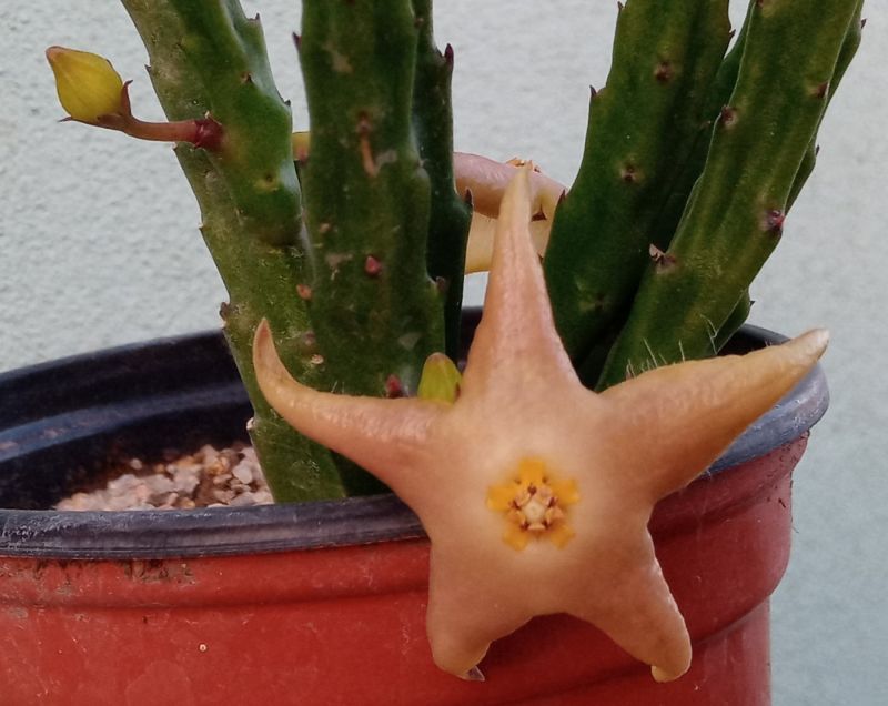 Una foto de Stapelia divaricata