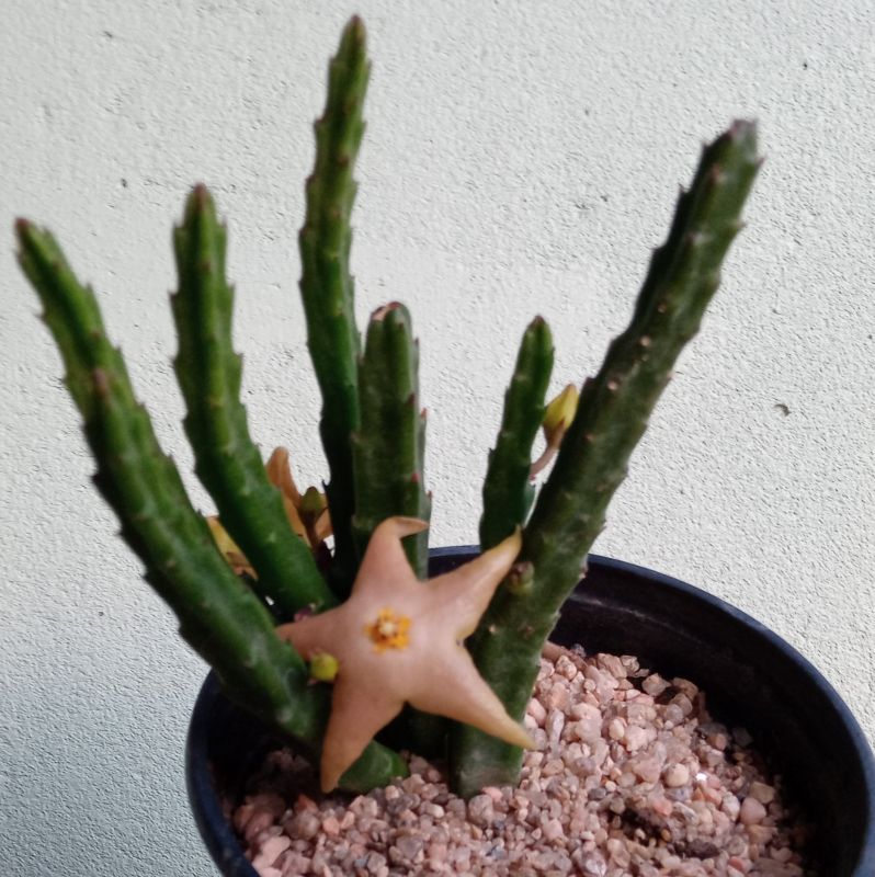 Una foto de Stapelia divaricata