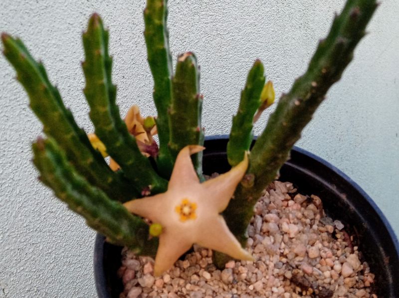 Una foto de Stapelia divaricata