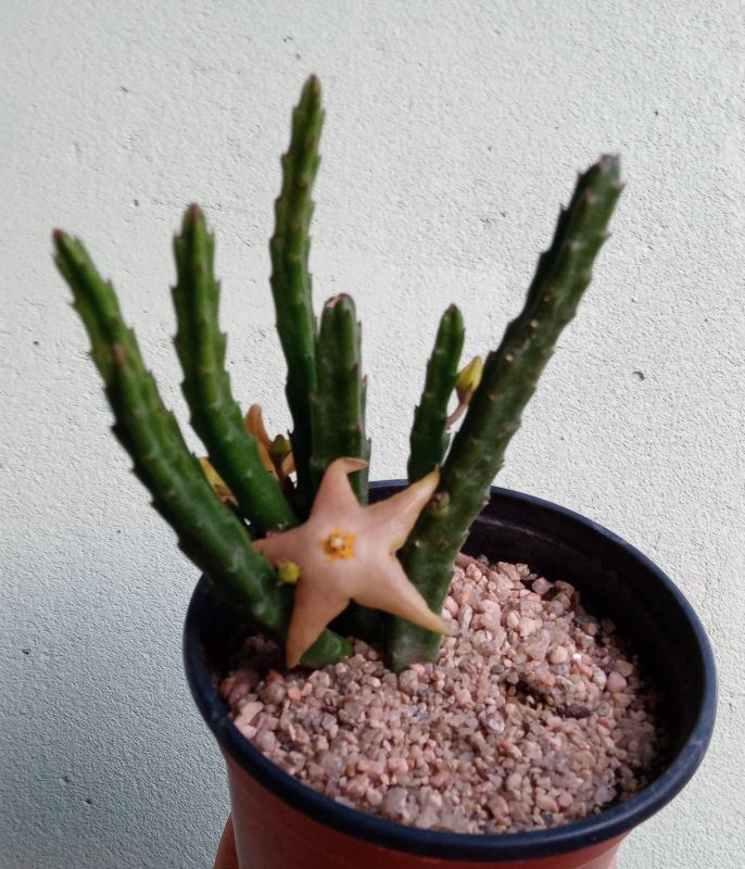 Una foto de Stapelia divaricata