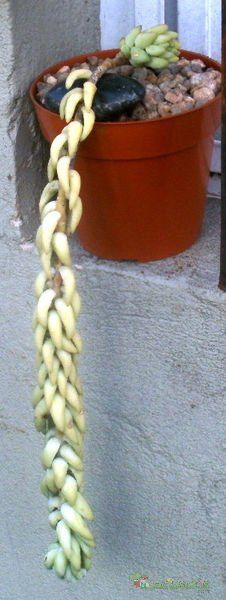 A photo of Sedum morganianum