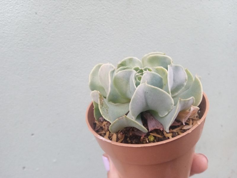 A photo of Echeveria Nichi (E. shaviana x E. runyonii Topsy Turvy) (HIBRIDO)
