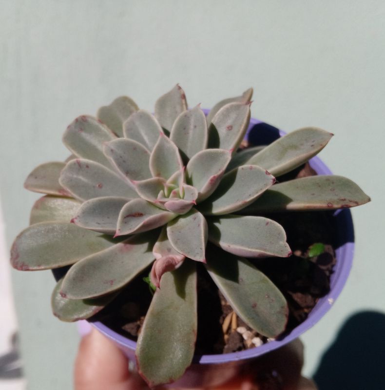 A photo of Echeveria Fantastic Fountain (HIBRIDO)