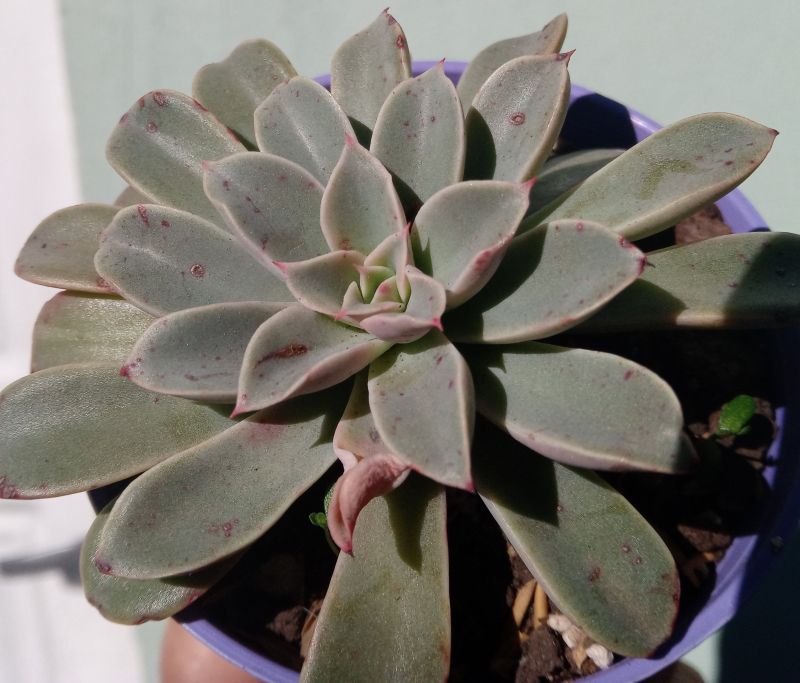 A photo of Echeveria Fantastic Fountain (HIBRIDO)